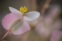 a pink flower with a yellow center