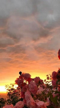 a sunset with pink roses in the background
