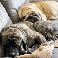 two large dogs sleeping on a couch