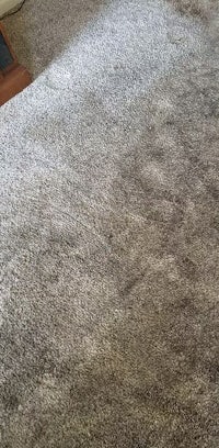 a room with a carpet that has been cleaned