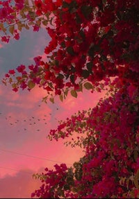 pink bougainvillea flowers with birds flying in the sky