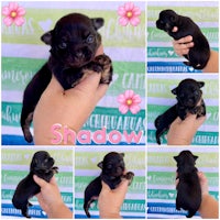 shadow chihuahua puppies for sale in san diego, california