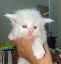 a white kitten is being held in someone's hand
