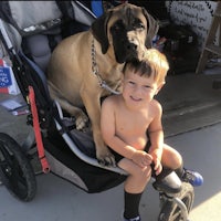 a boy sits in a stroller with a large dog