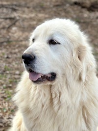 a large white dog sitting on the ground