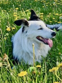 a black and white dog laying in a field of dandelions
