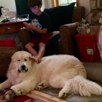 a boy is petting a large white dog in a living room