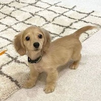 a small brown puppy standing on a rug