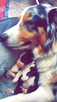 a dog is laying on top of a baby