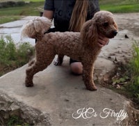 a girl kneeling down next to a brown poodle