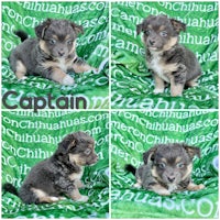 four pictures of a puppy on a green blanket