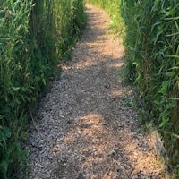 a path leading through tall grass and reeds