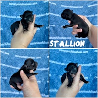 four pictures of a black puppy with the word stallion