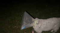 a dog with a cone on its head