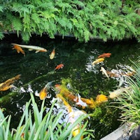 a koi pond with many fish swimming in it