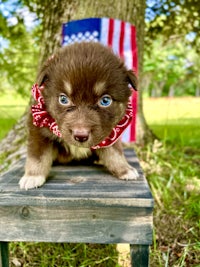 a brown husky puppy with blue eyes sitting on a stool in front of an american flag