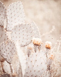 a photograph of a cactus in the desert