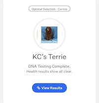 kc's terrier dna testing complete - screenshot