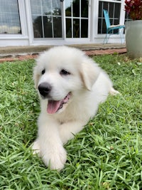 a white puppy laying on the grass in front of a house