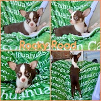 four pictures of a chihuahua on a blanket