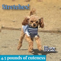 a dog wearing a striped shirt with the words stretch rex