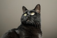 a black cat looking up at the camera
