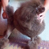 a person is petting a brown poodle on a rug