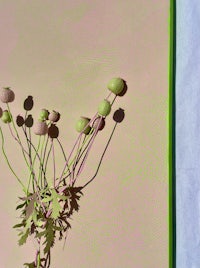 flowers in a vase on a pink background