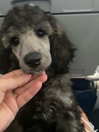 a black poodle puppy is sitting on a plane