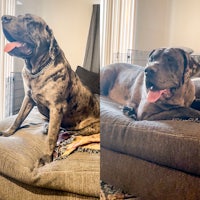 two pictures of a large dog sitting on a couch