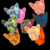 a group of colorful french bulldogs on a black background