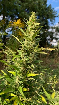 a cannabis plant in a field with trees in the background