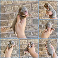 chihuahua puppies for sale - chihuahua puppies for sale - chihu