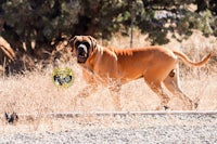 a large brown dog walking through a field with a frisbee