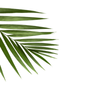 a palm leaf on a black background
