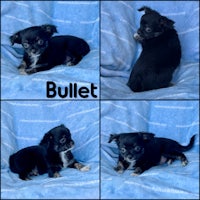 four pictures of a black chihuahua with the word bullet