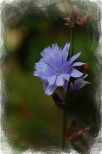 a blue flower on a stem