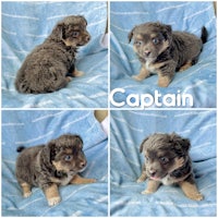 four pictures of a puppy with the word captain on it