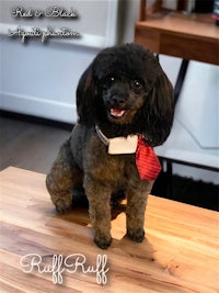 a black poodle with a red tie sitting on a table