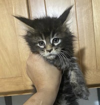 a black and white kitten is being held in a person's hand