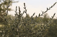 a close up of an olive tree in a field