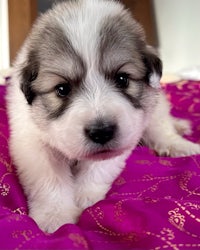 a small grey and white puppy laying on a pink blanket