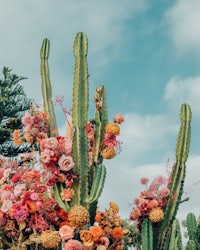 a cactus with flowers in front of it
