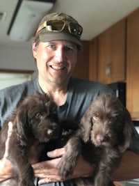 three brown labrador puppies in a man's arms