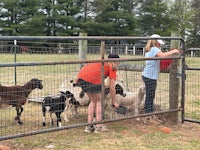 a group of people feeding goats in a fenced area