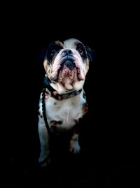 a black and white bulldog standing in the dark