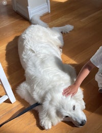 a child petting a white dog on the floor