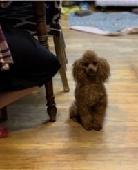 a small brown poodle sitting on a wooden floor