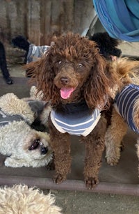 a group of poodles in striped shirts standing next to each other