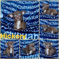 nicky chihuahua puppies for sale